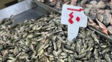 أسعار الأسماك في دمياط تبدأ من 40 جنيها والسردين يتصدر المبيعات اليوم